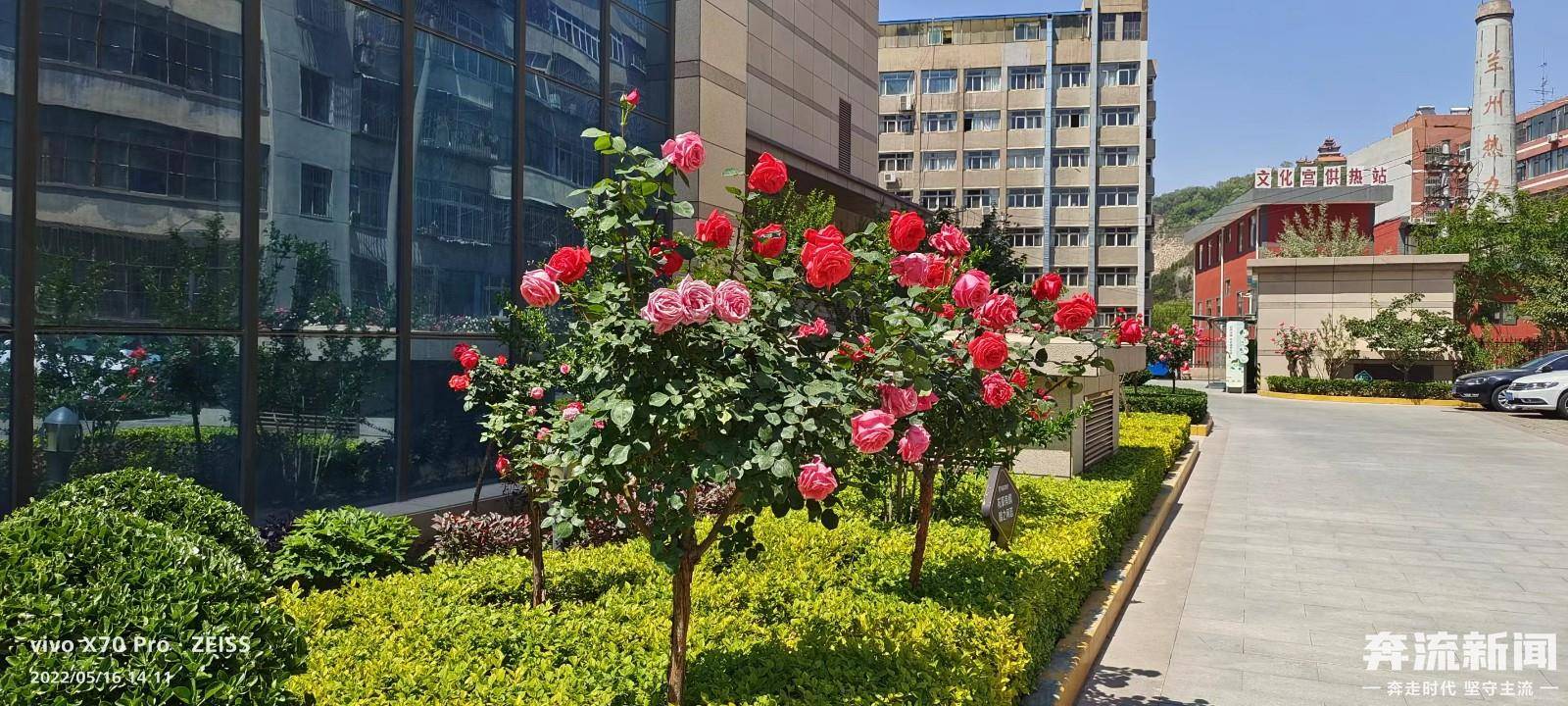 我的城市我的家丨从小区延伸到街头被这些高杆月季惊艳了