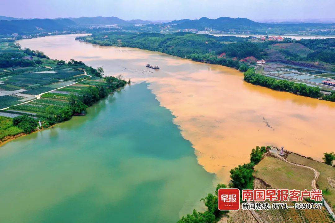 呈现绿色的是右江江水颜色明显呈黄色的是左江南国早报记者在三江口