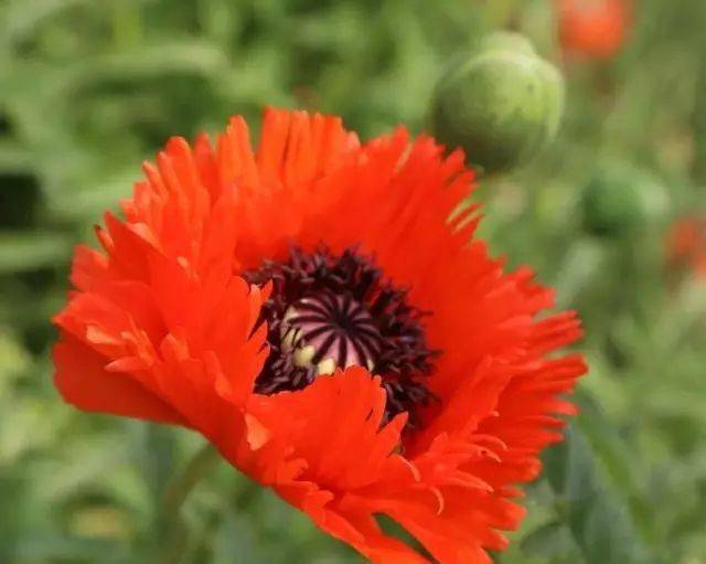 鬼罂栗_罂粟_东方_草本植物