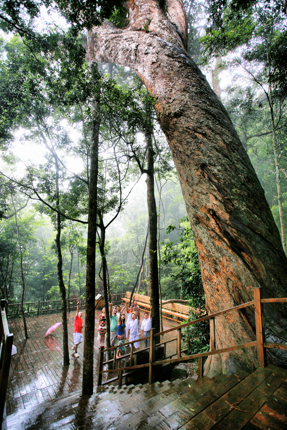 中国旅游日快快收藏这份海南热带雨林打卡清单