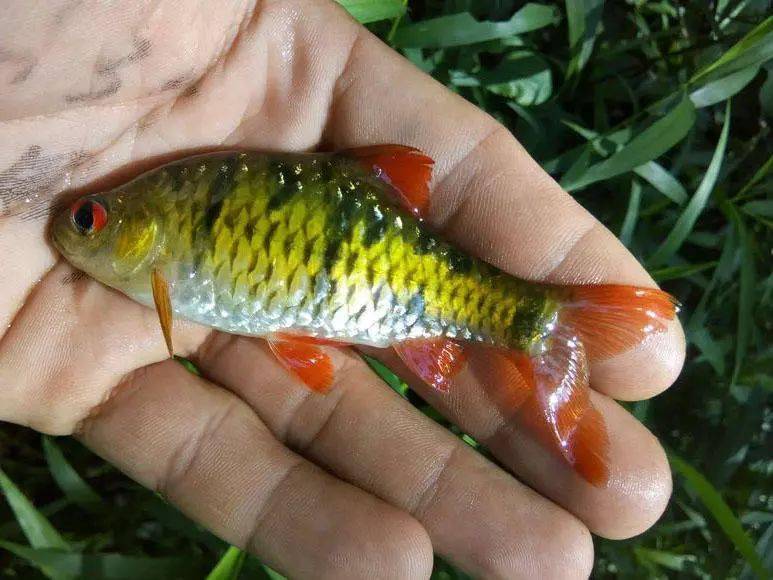 难得一见的溪流小鱼钓鱼人称之为红目仔