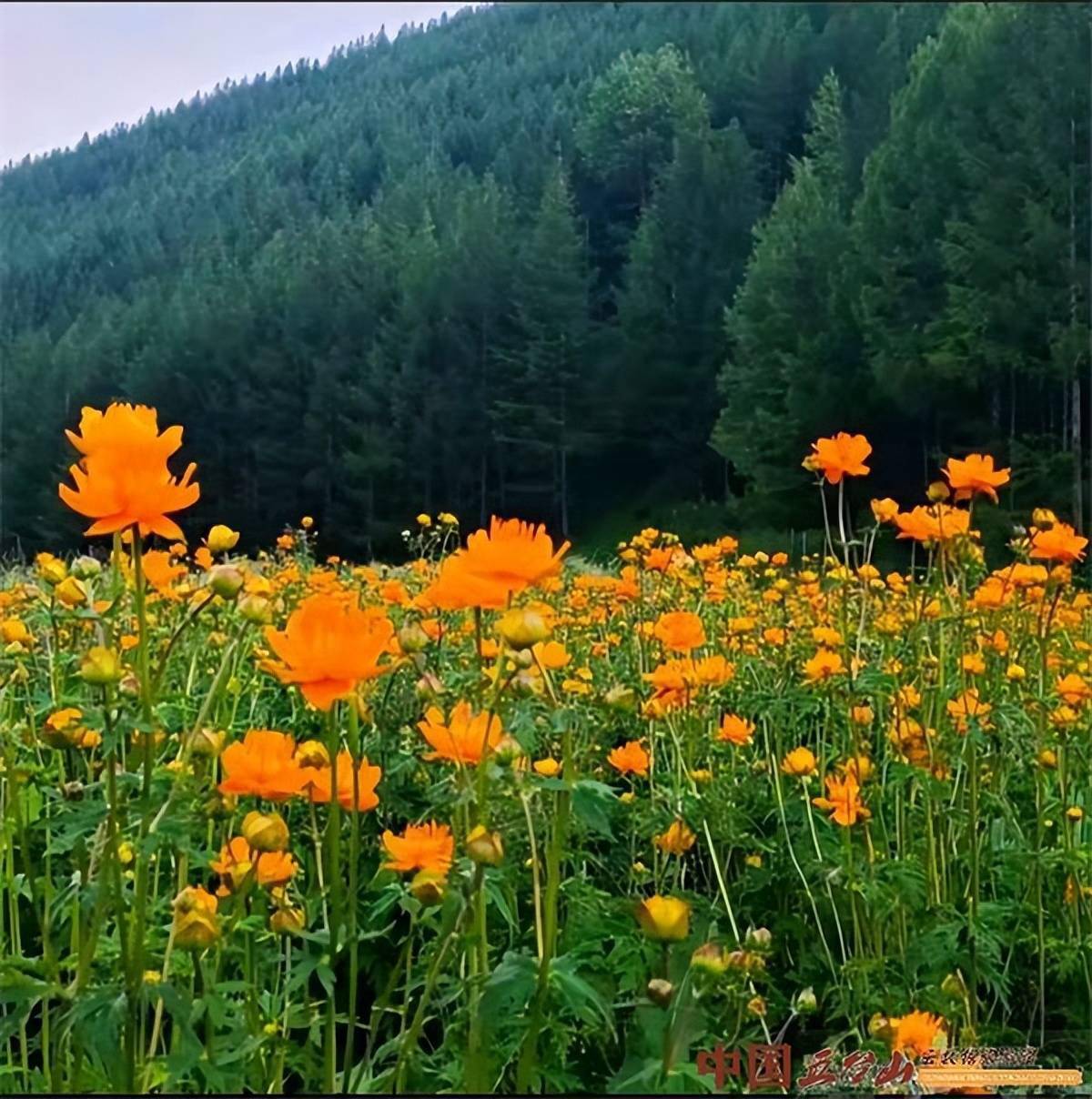 菩提之花 五台莲 金莲花 种植 北台