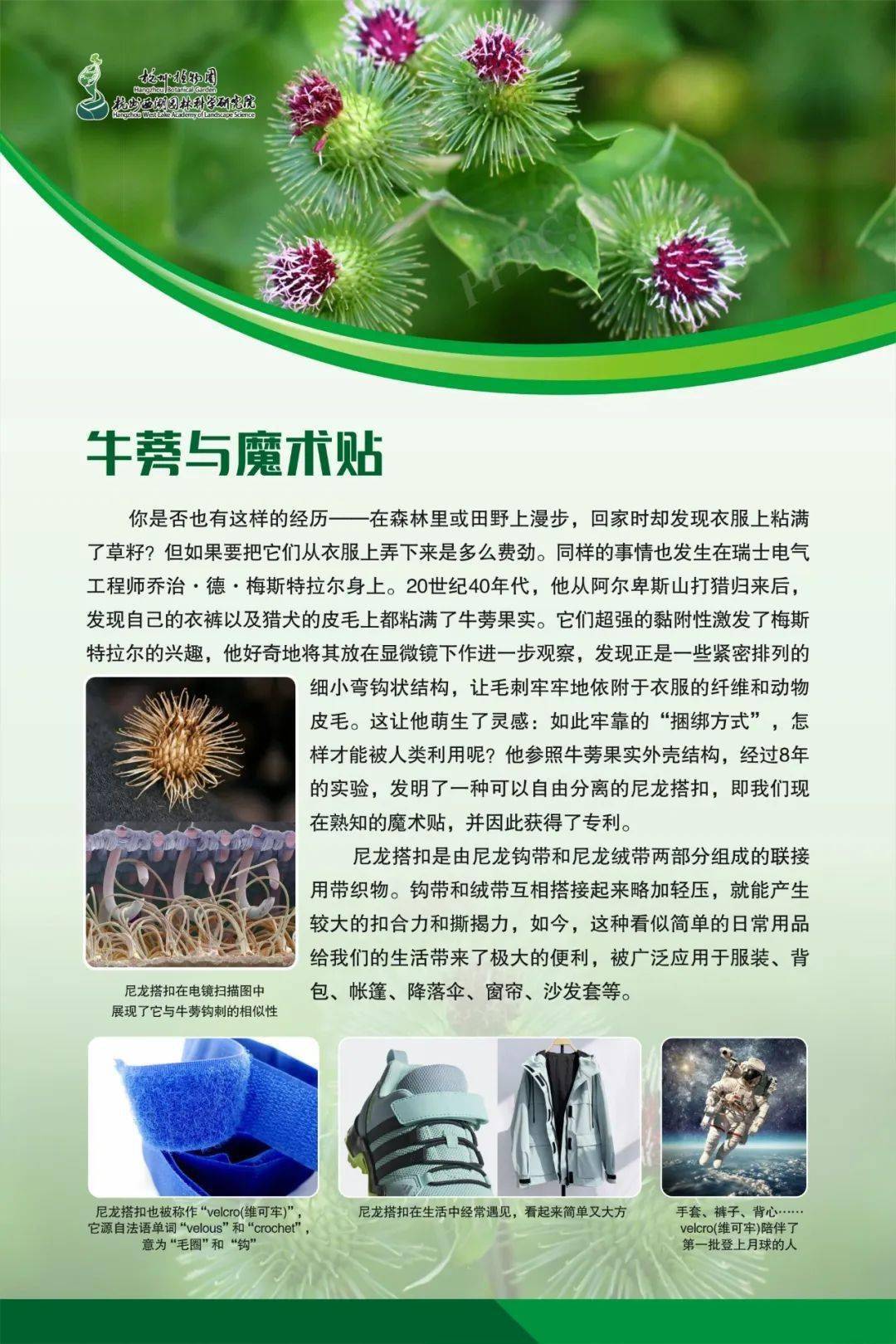 植物仿生学的例子图片