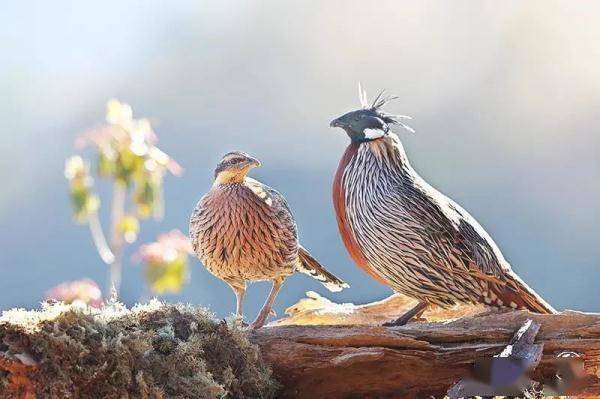 千隻國家二級保護動物紅腳隼現身騰衝_鳥類_監測_愛好者