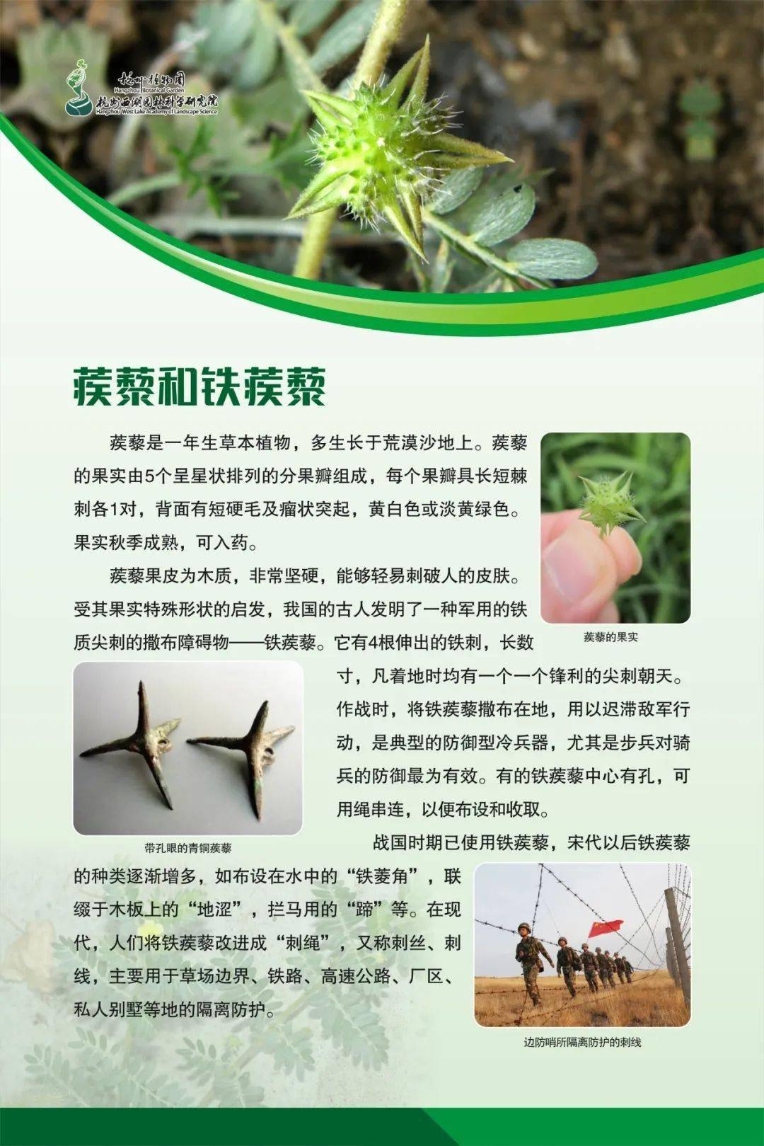 植物仿生学的例子图片