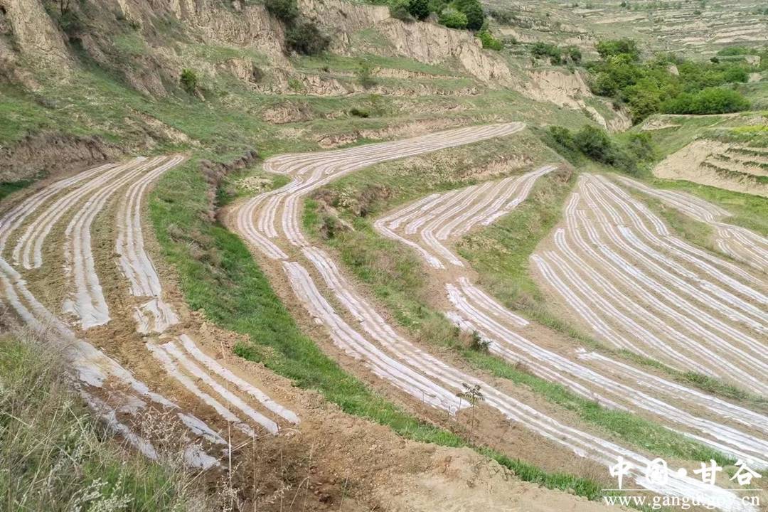 金山镇细实硬强力推进撂荒地整治