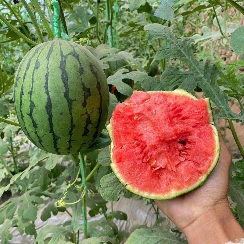 爱心助农帮帮他们吧中牟姚家韩寺小吊瓜滞销寻找全城的吃瓜群众67