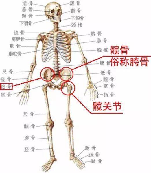 人体骨骼胯骨结构图图片