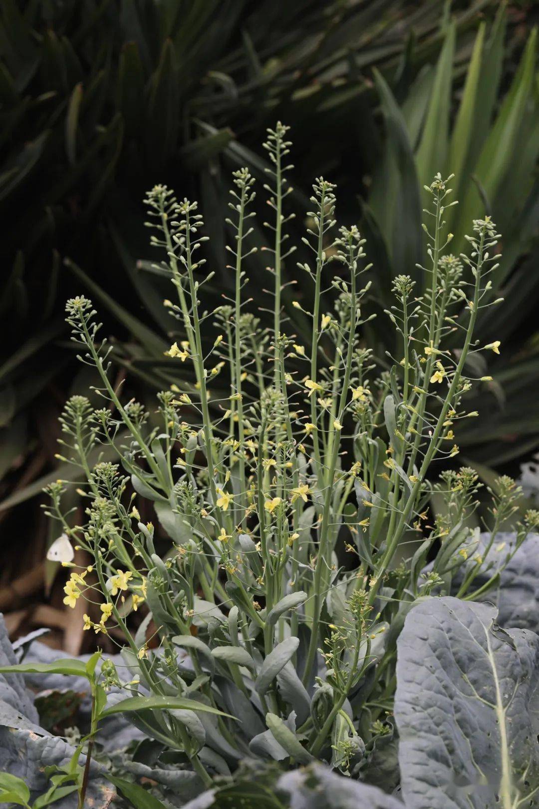 总状花序,花瓣4呈十字形排列,雄蕊6,外轮两个短,内轮4个长,为四强雄蕊