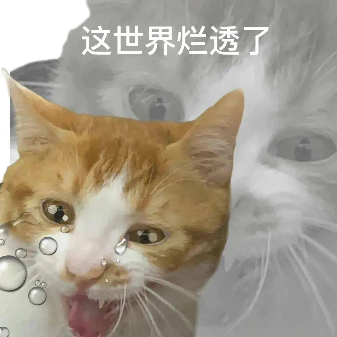 心情乱七八蕉的丨第399期表情包_猫咪_猫群_tou