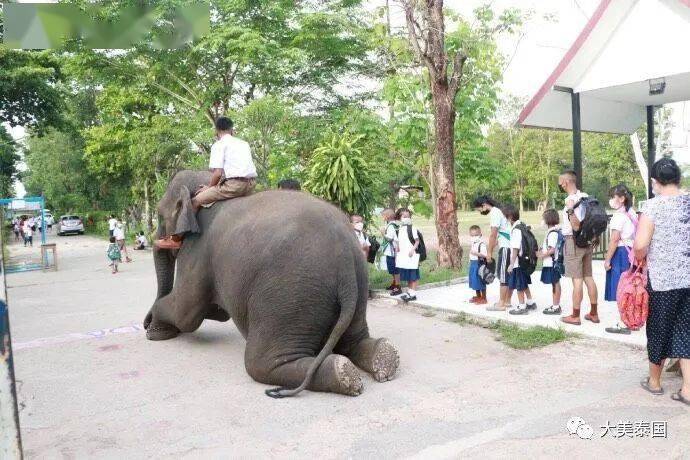 为了应对油价上涨,泰国学生都骑大象来上学了._tangmo_电话_热线