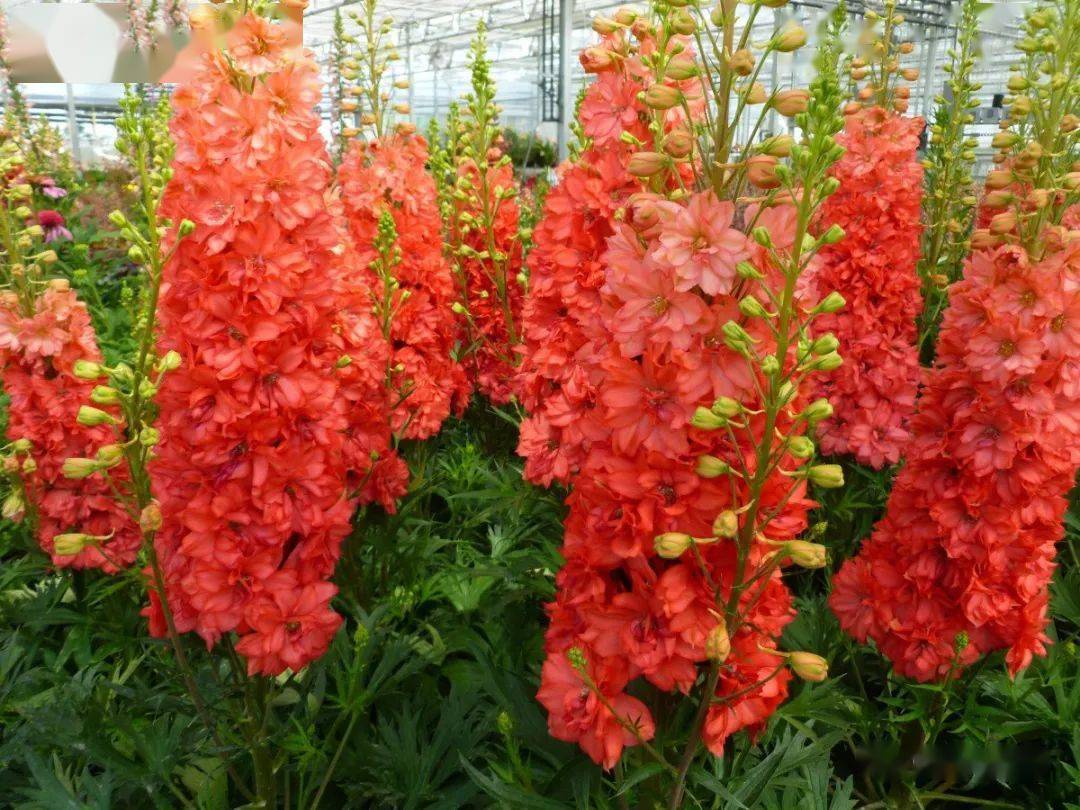 宿根花卉种苗订货季英式花园植物三剑客Ⅱ大花飞燕草毛地黄更新的种子