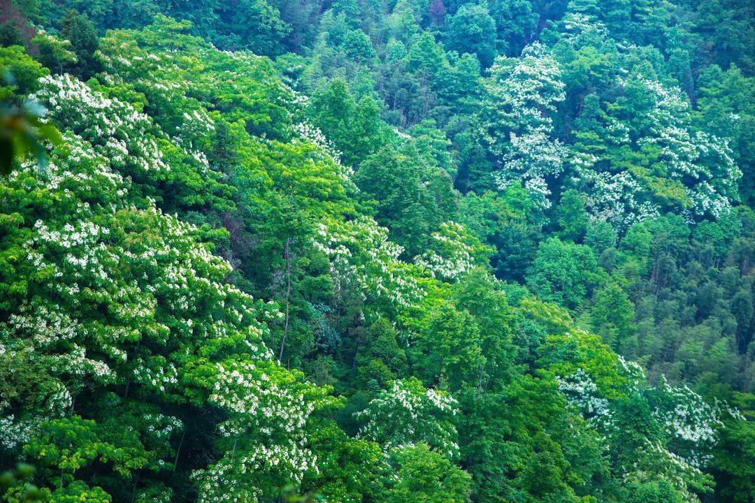 太惊艳！温州这些初夏“雪”景，想带你看10000次！