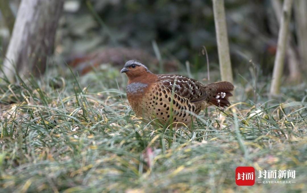 灰胸竹鸡巨窗萤红嘴蓝鹊枯叶蛱蝶翠鸟赤腹松鼠彩鹬黑水鸡叉尾太阳鸟