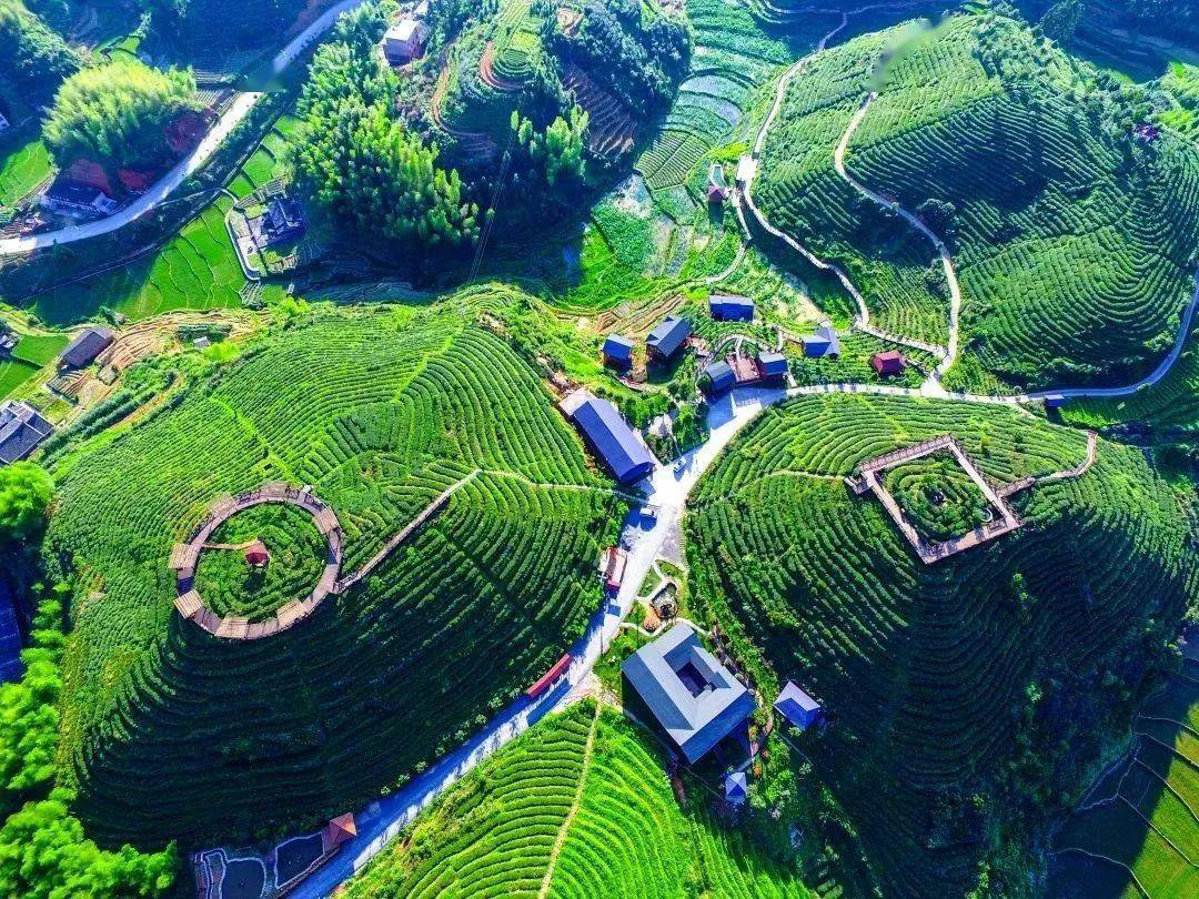 乡村振兴再出发大田致力培育百亿美人茶产业集群