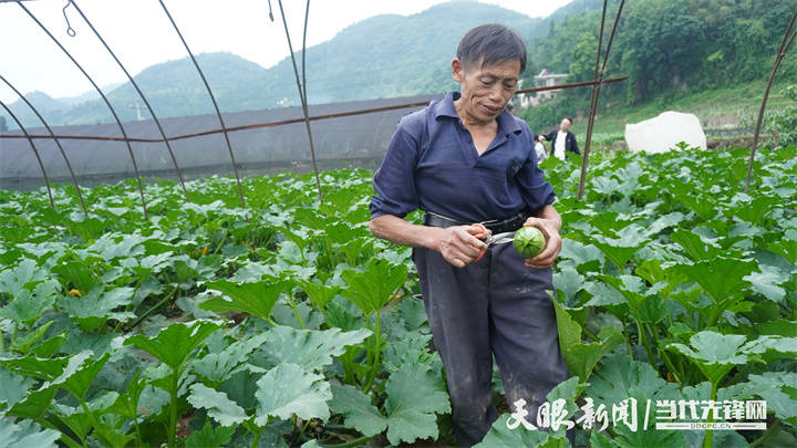 息烽縣小寨壩鎮發展蔬菜產業助力鄉村振興