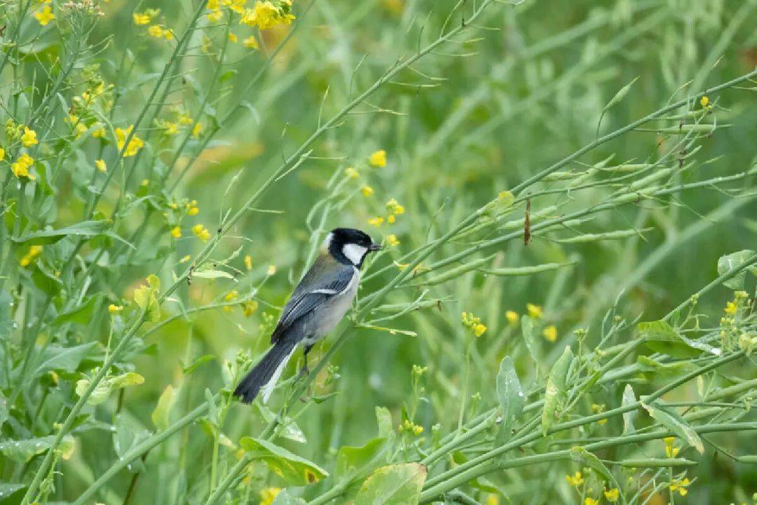 dolbina inexacta紅頭豆芫菁葡萄缺角天蛾雙齒多刺蟻哺乳動物果子狸