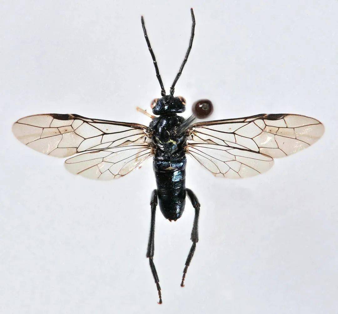 全球新物种:凤阳巨基叶蜂全球新物种发现的在百山祖