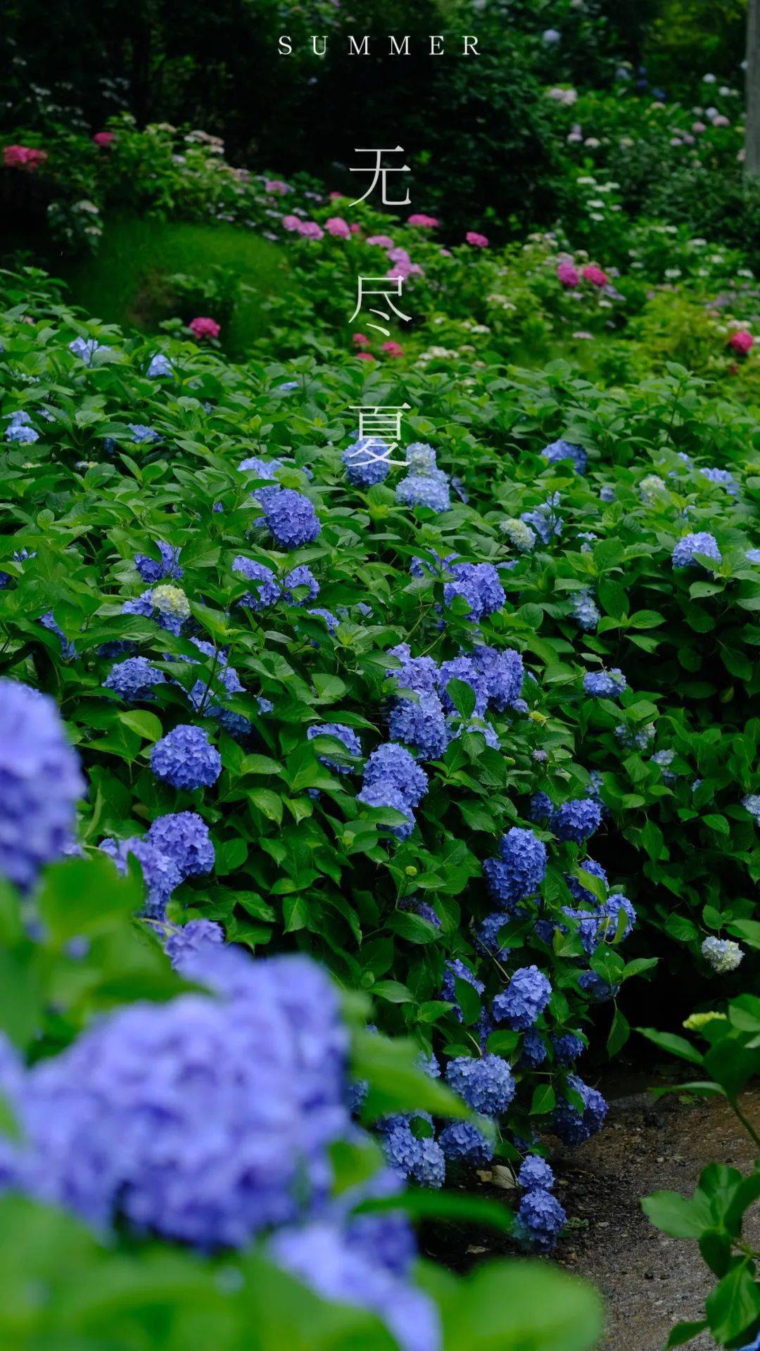 限定壁纸无尽夏一开夏天就来了