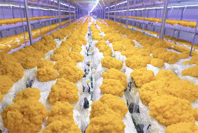 大棚养殖架上摆满了一朵朵黄灿灿的金耳菌.