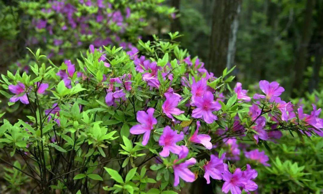 天曌山丨杜鵑爭豔 花開正當時_廣元_攝影_後山