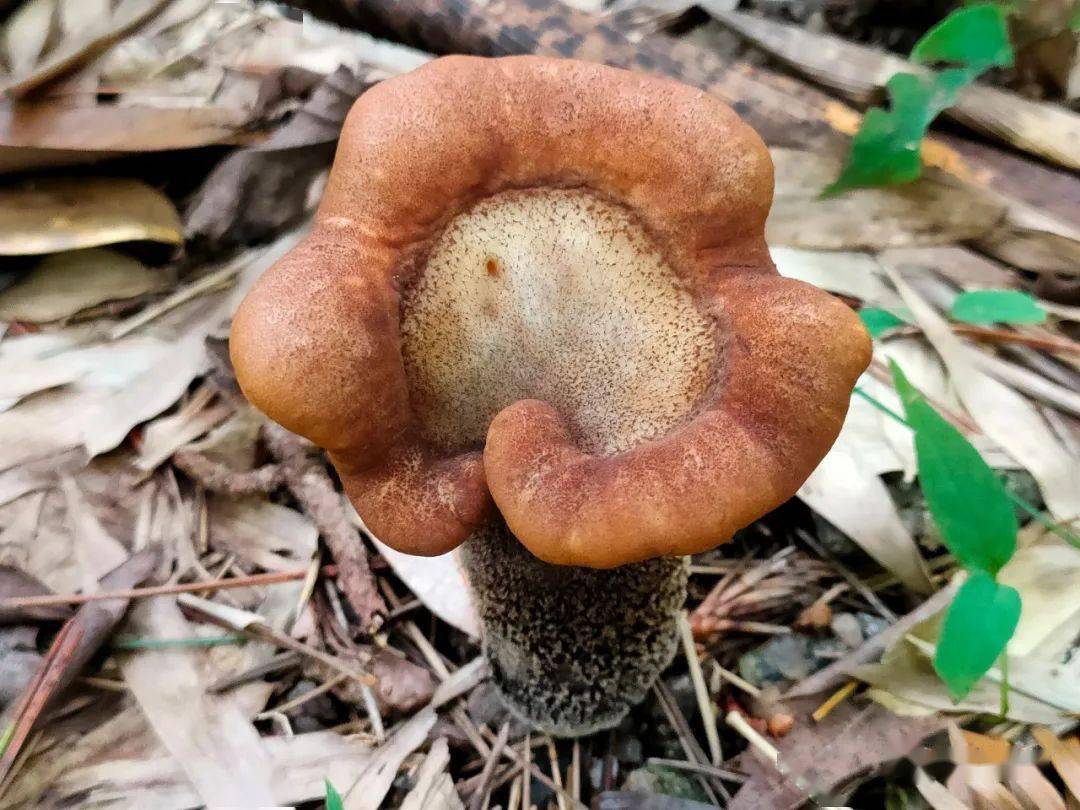 陈文忠 摄硫磺菌 姜卫华 摄纯黄鬼笔 姜卫华 摄蜜环菌 左龙飞 摄洁丽