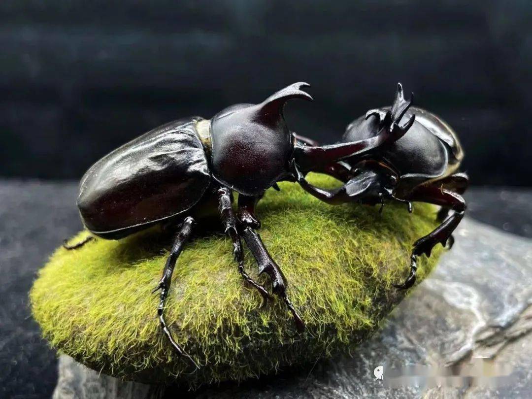 速看新疆活体昆虫博物馆巡展克拉玛依站