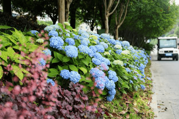 增花添彩遂昌五月初夏的浪漫绣球花开无尽夏