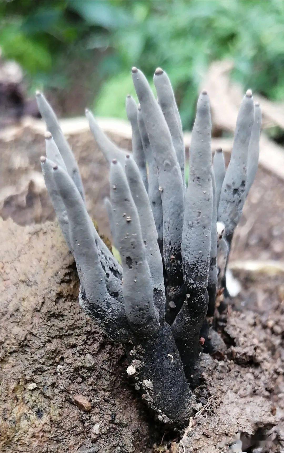 炭角菌属物种 谢平峰 摄锥鳞白鹅膏 张军 摄疸黄粉末牛肝菌 陈文忠 摄