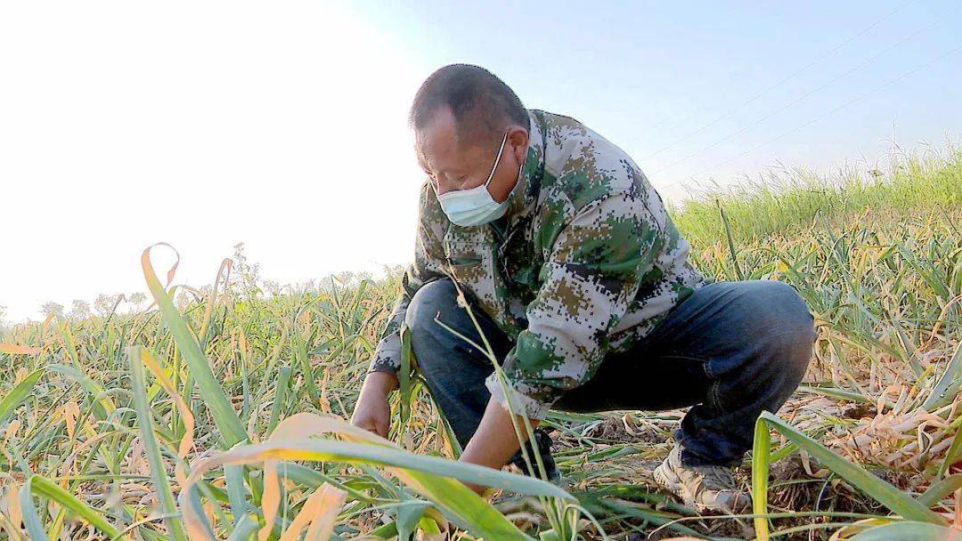 邳州612万亩大蒜喜获丰收蒜农收获忙