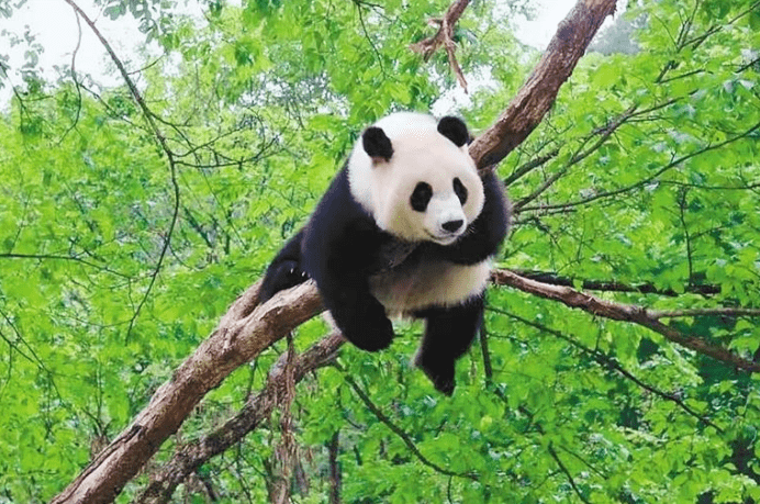 秦岭大熊猫四川大熊猫图片