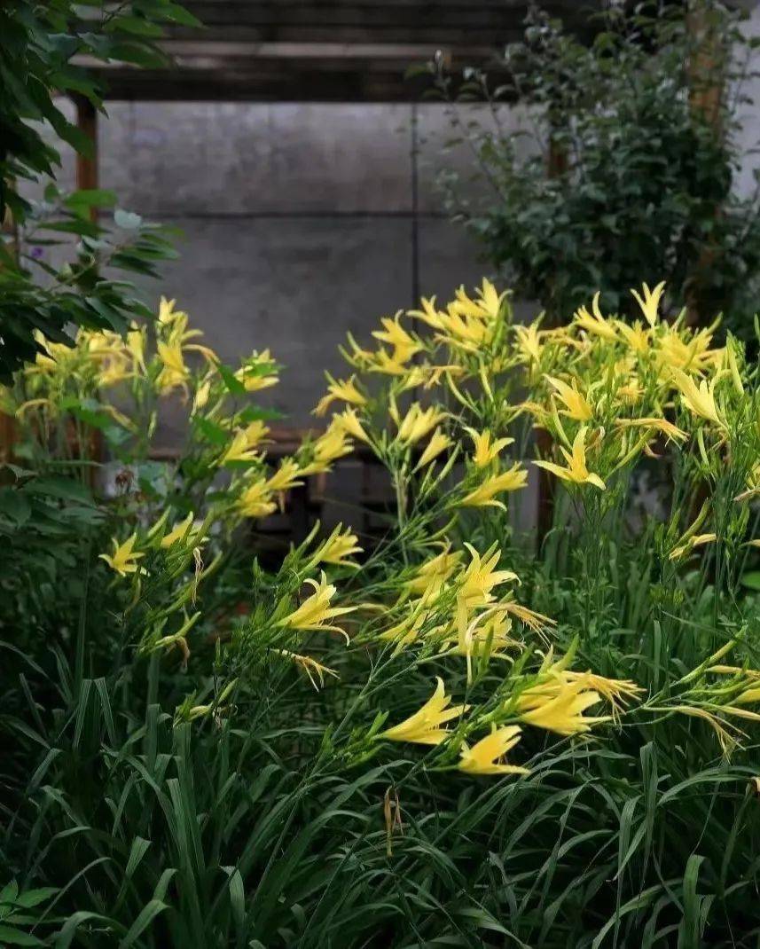 孟夏时节万物繁茂夏花绚烂满城芳