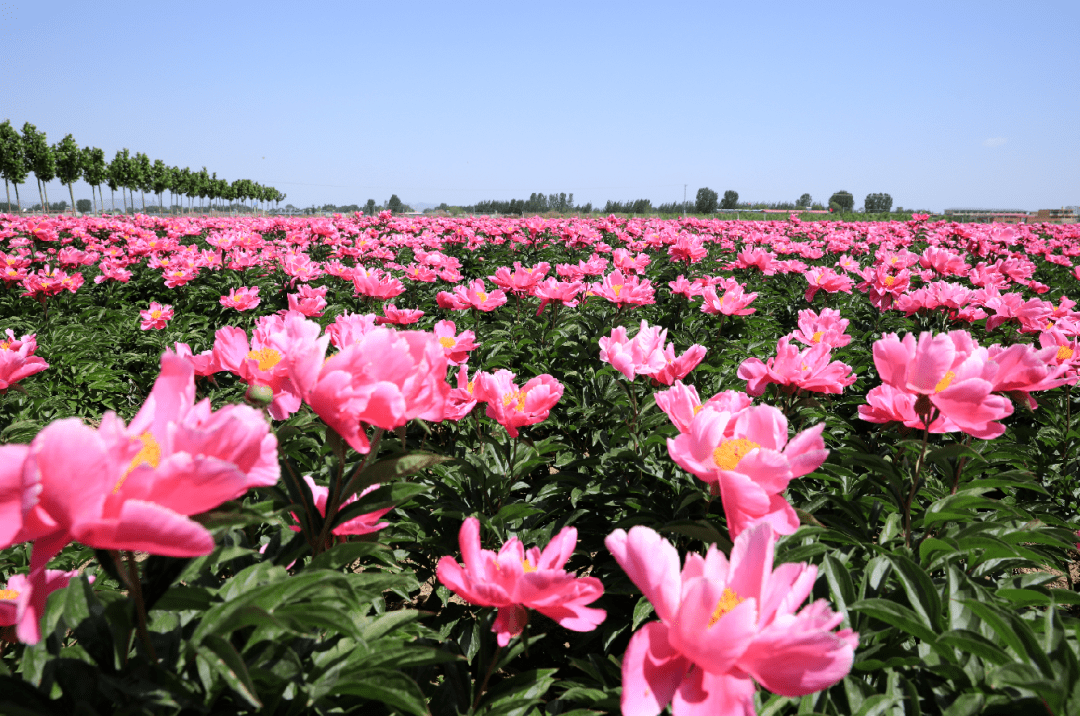 北戴河新区这片花海霸屏朋友圈~_牡丹_秦皇岛_赤洋