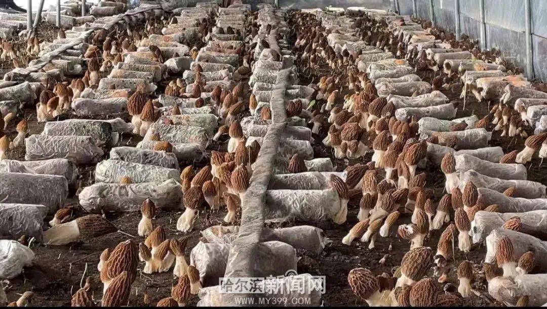 羊肚菌亩产2000斤秘诀图片