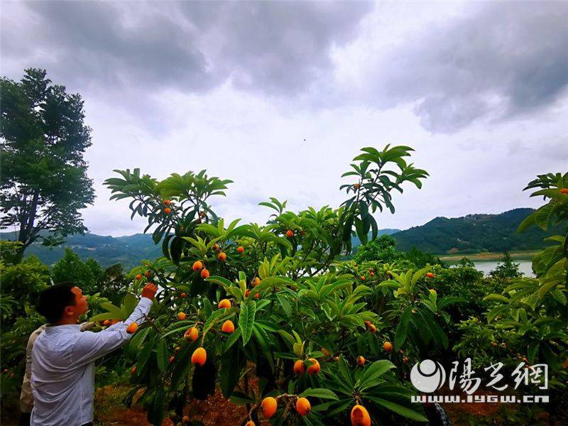 汉滨区举办第七届瀛湖枇杷节暨系列农产品推介活动