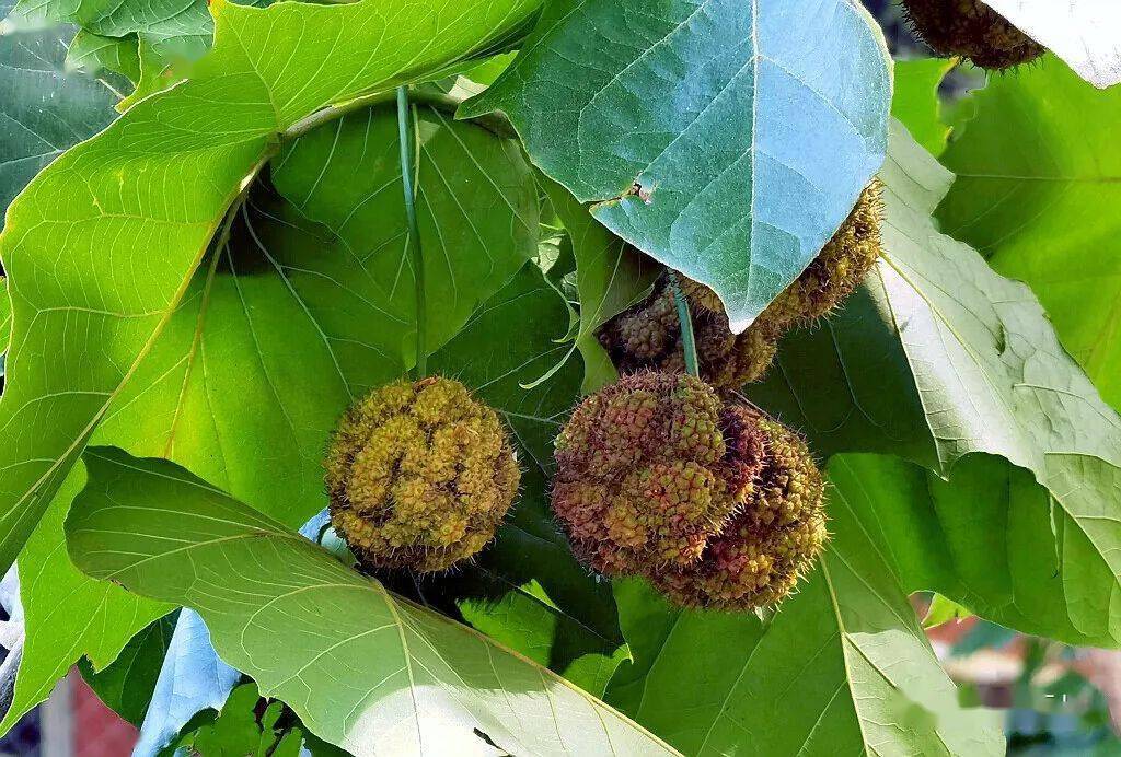 不是梧桐的梧桐树悬铃木