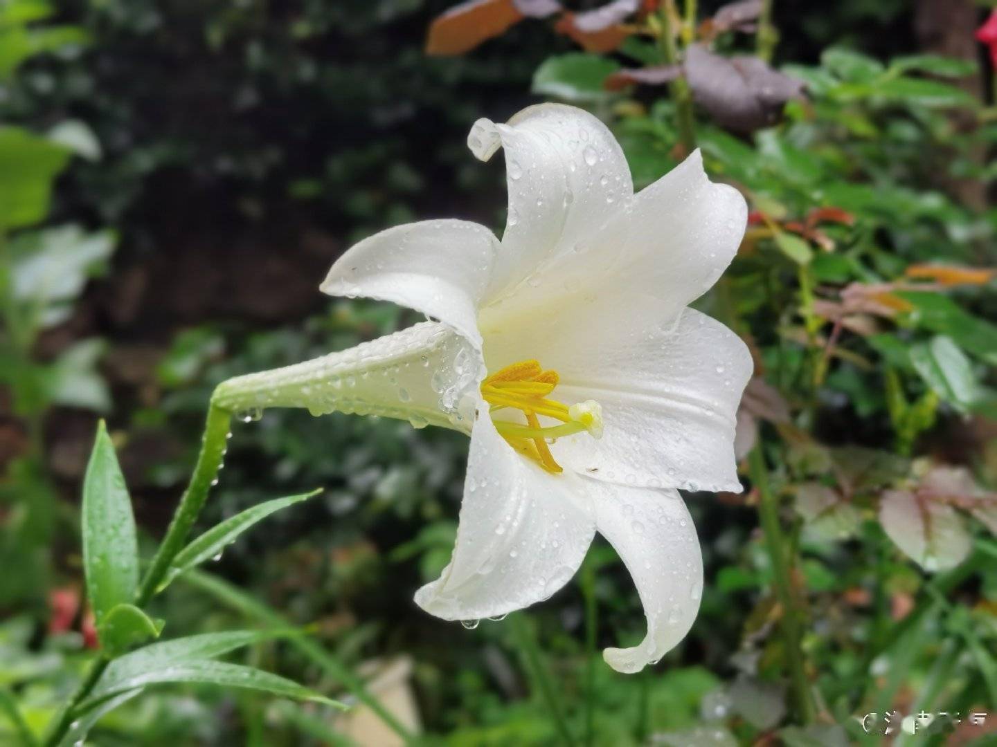 雨中的百合娇艳欲滴馨香袭人