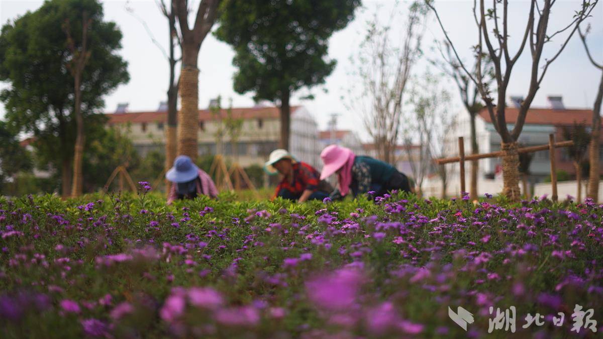 美一片 富一方 ——八汤线串联应城西部风景线