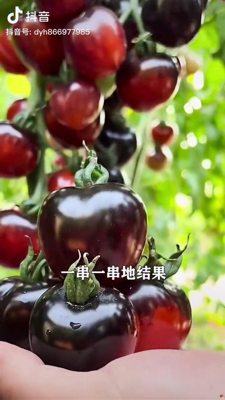 黑番茄好物分享我要上热门优质农产品抖音助农三农