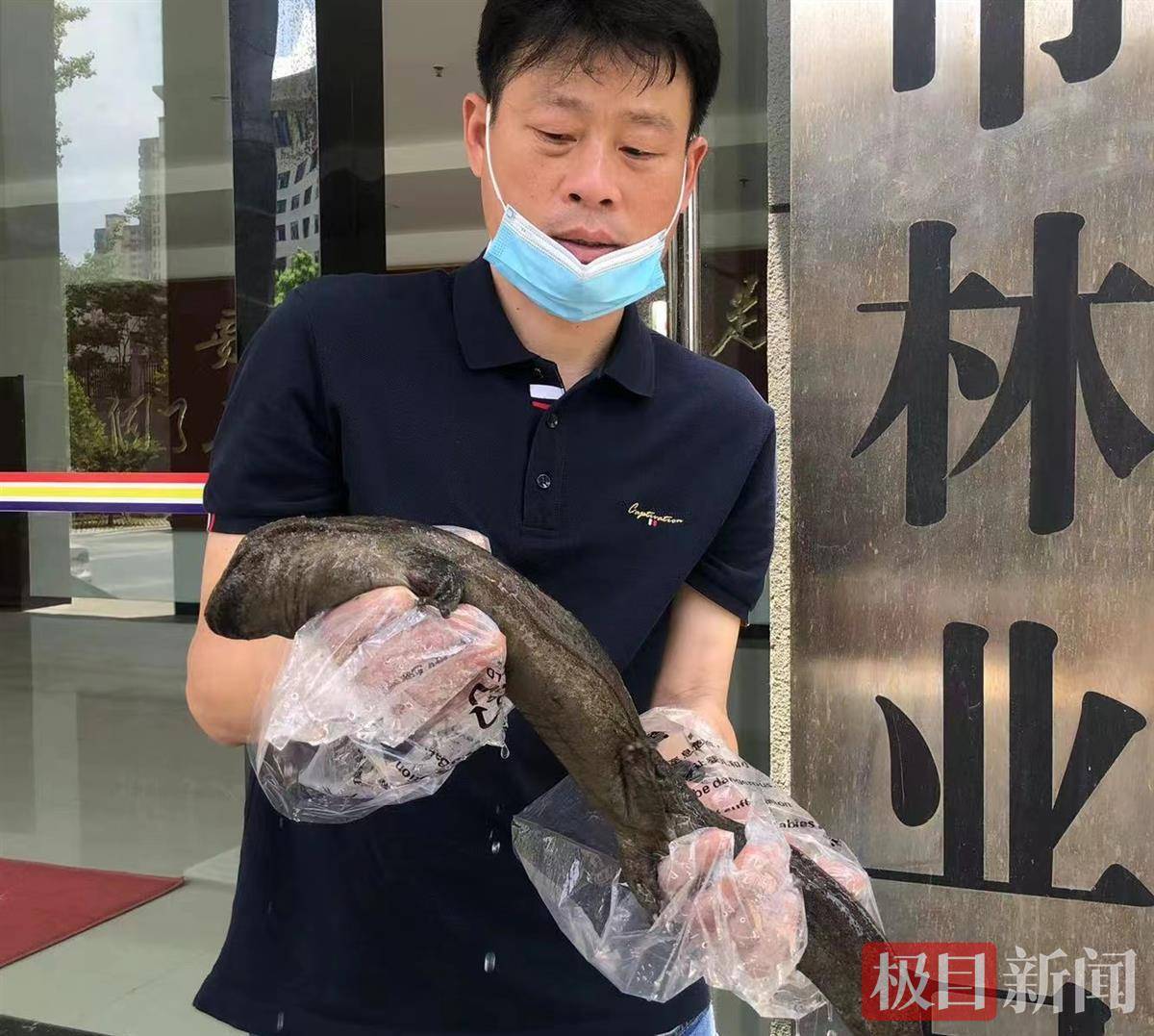江苏发现巨型野生娃娃鱼 身长超1米重12.5斤(组图)-新华侨网