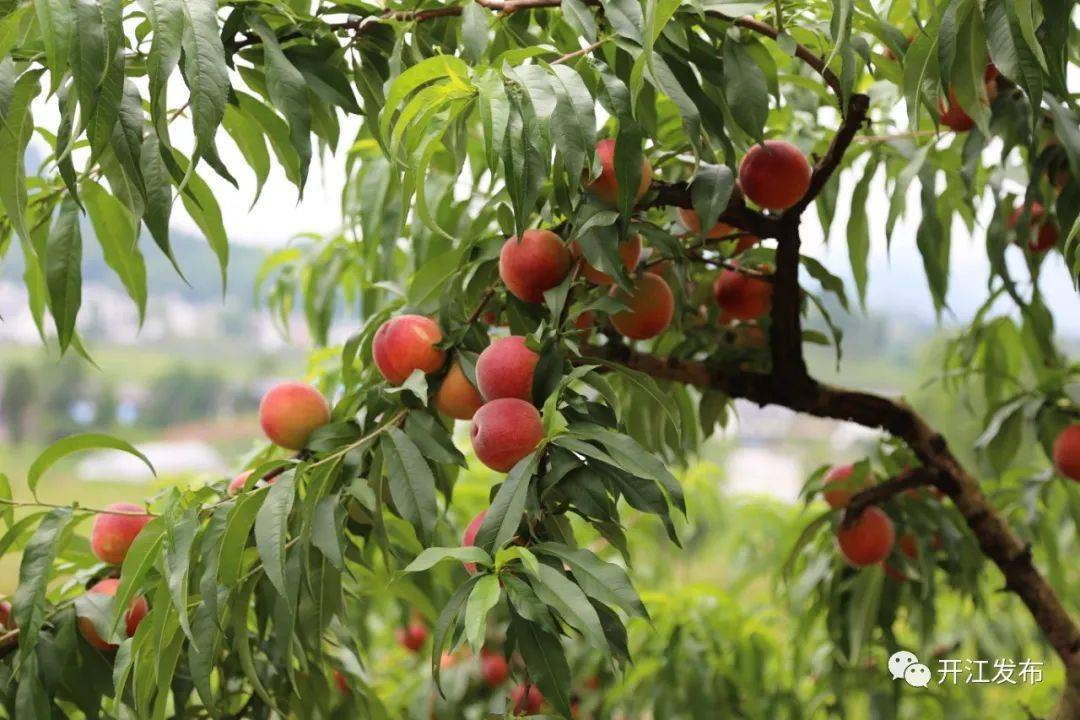 四川开江的桃子熟了 千颗桃树助村民增收致富_农户_蟠桃_桃园