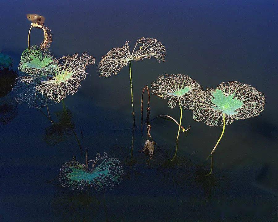 石广智 | 最全的《荷塘物语》系列作品_生命_荷花_摄影
