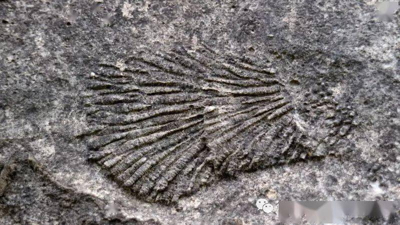 石林传奇:形成于海水,考验于烈火_玄武岩_征集_石灰岩