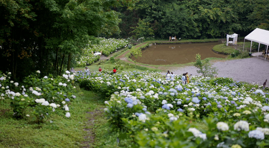 成都夏日賞花top1百畝花海酷似愛麗絲仙境一日遊最佳