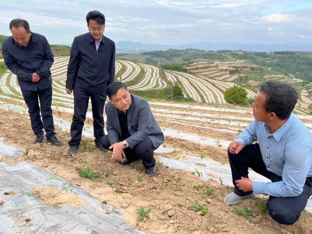 副市长张永刚到苏合镇调研指导撂荒地整治和农业产业发展工作