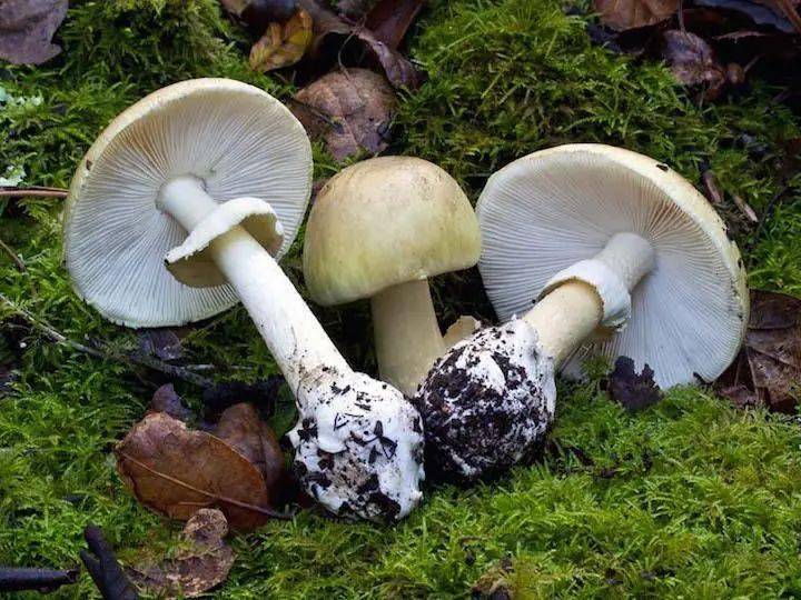 一般你去采蘑菇的时候,你可以看到蘑菇会产生一些液体,无毒的蘑菇产生
