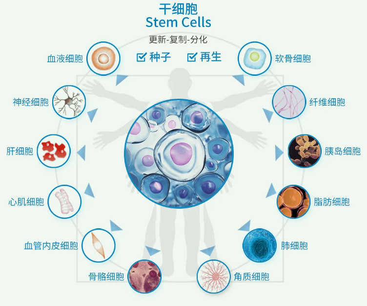 人体细胞图片及名称图片