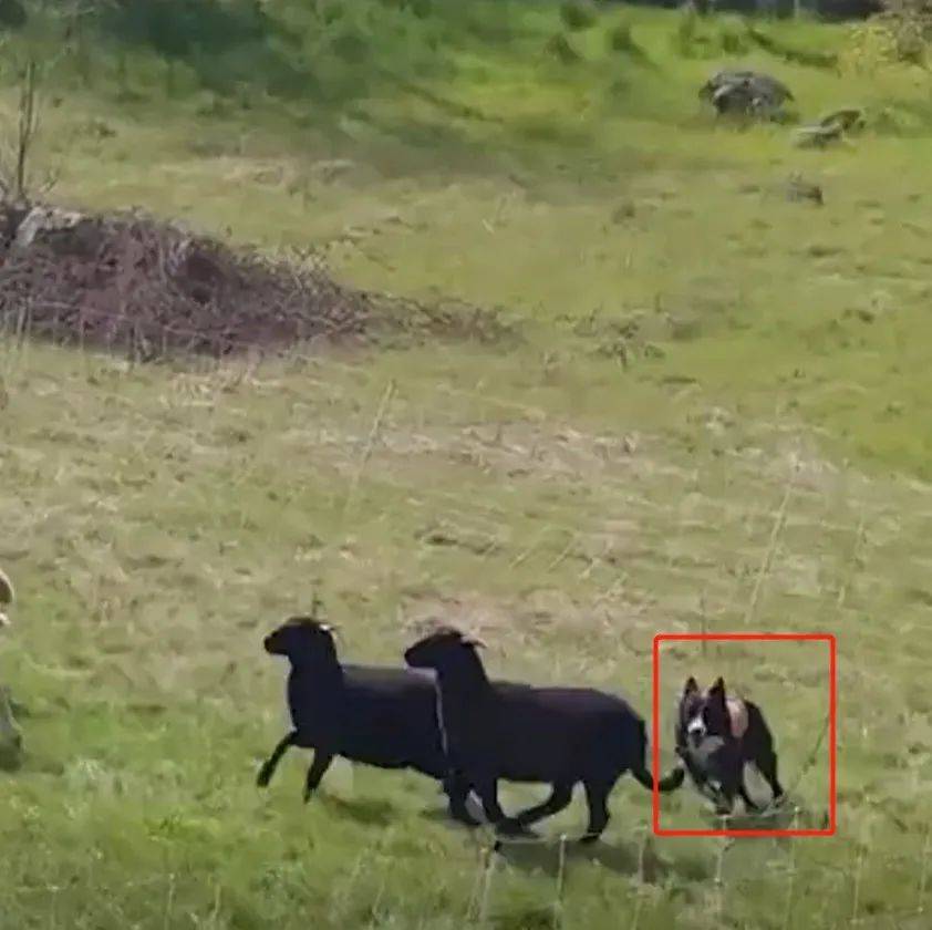 为何狼在袭击羊群时,看到牧羊犬后会转头就跑?难道群狼不敌一只狗?_狼群_人类_战斗力