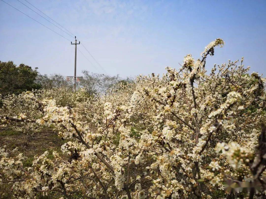 宾阳白岩村梨花图片