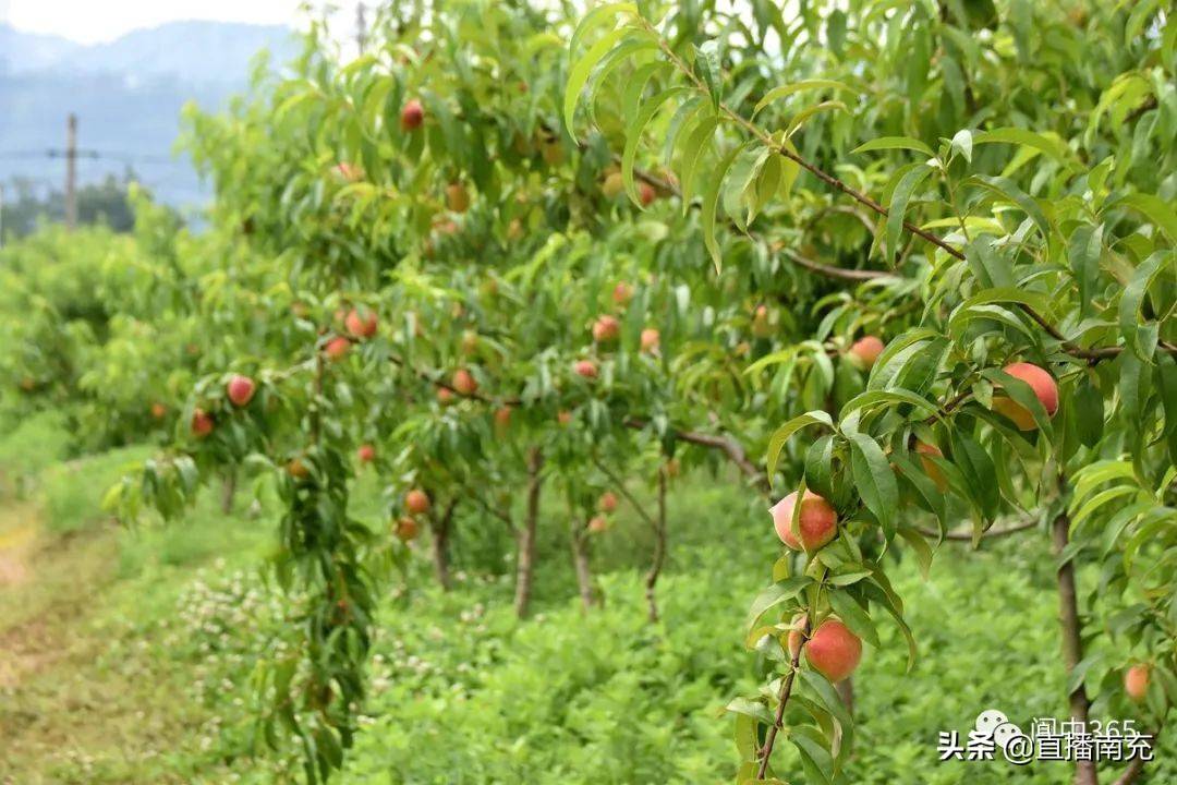 采摘地已为你找好,攻略在这里._种植_果园_品种